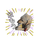 狂犬ラッキー！（個別スタンプ：3）