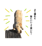 狂犬ラッキー！（個別スタンプ：4）