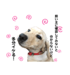 狂犬ラッキー！（個別スタンプ：5）