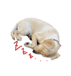 狂犬ラッキー！（個別スタンプ：6）
