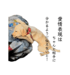 狂犬ラッキー！（個別スタンプ：8）