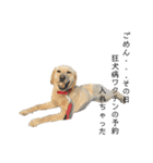 狂犬ラッキー！（個別スタンプ：10）