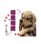 狂犬ラッキー！（個別スタンプ：11）