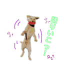 狂犬ラッキー！（個別スタンプ：12）