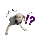 狂犬ラッキー！（個別スタンプ：14）