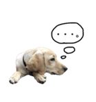 狂犬ラッキー！（個別スタンプ：15）