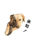 狂犬ラッキー！（個別スタンプ：16）