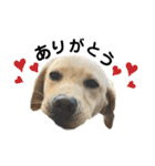 狂犬ラッキー！（個別スタンプ：17）
