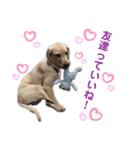 狂犬ラッキー！（個別スタンプ：18）