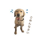 狂犬ラッキー！（個別スタンプ：19）