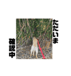 狂犬ラッキー！（個別スタンプ：20）
