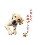 狂犬ラッキー！（個別スタンプ：21）