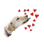 狂犬ラッキー！（個別スタンプ：22）