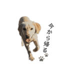 狂犬ラッキー！（個別スタンプ：25）