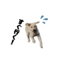 狂犬ラッキー！（個別スタンプ：26）