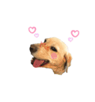 狂犬ラッキー！（個別スタンプ：27）