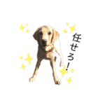 狂犬ラッキー！（個別スタンプ：28）