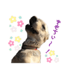 狂犬ラッキー！（個別スタンプ：29）