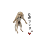 狂犬ラッキー！（個別スタンプ：30）