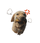 狂犬ラッキー！（個別スタンプ：32）