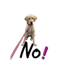 狂犬ラッキー！（個別スタンプ：33）