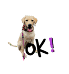 狂犬ラッキー！（個別スタンプ：34）