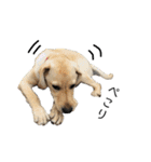 狂犬ラッキー！（個別スタンプ：35）
