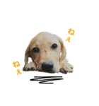 狂犬ラッキー！（個別スタンプ：37）