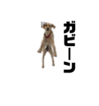 狂犬ラッキー！（個別スタンプ：38）
