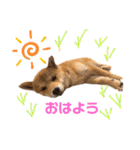 豆柴のなかむらまるこ（個別スタンプ：23）