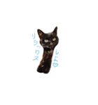 くろくろみーちゃん（個別スタンプ：6）