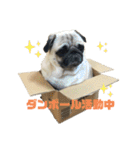 良い犬『小茶』の使いやすいスタンプ。（個別スタンプ：2）