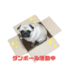 良い犬『小茶』の使いやすいスタンプ。（個別スタンプ：3）