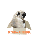 良い犬『小茶』の使いやすいスタンプ。（個別スタンプ：4）