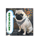 良い犬『小茶』の使いやすいスタンプ。（個別スタンプ：5）