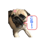 良い犬『小茶』の使いやすいスタンプ。（個別スタンプ：8）