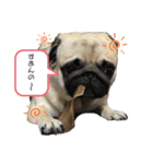 良い犬『小茶』の使いやすいスタンプ。（個別スタンプ：9）