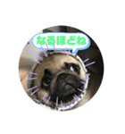 良い犬『小茶』の使いやすいスタンプ。（個別スタンプ：12）