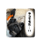 良い犬『小茶』の使いやすいスタンプ。（個別スタンプ：13）