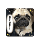 良い犬『小茶』の使いやすいスタンプ。（個別スタンプ：14）