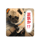 良い犬『小茶』の使いやすいスタンプ。（個別スタンプ：15）