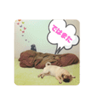 良い犬『小茶』の使いやすいスタンプ。（個別スタンプ：16）