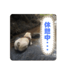 良い犬『小茶』の使いやすいスタンプ。（個別スタンプ：17）