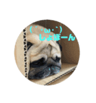 良い犬『小茶』の使いやすいスタンプ。（個別スタンプ：19）