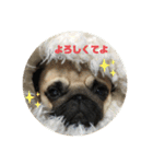 良い犬『小茶』の使いやすいスタンプ。（個別スタンプ：20）