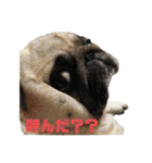 良い犬『小茶』の使いやすいスタンプ。（個別スタンプ：22）