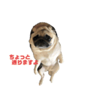 良い犬『小茶』の使いやすいスタンプ。（個別スタンプ：24）