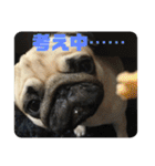 良い犬『小茶』の使いやすいスタンプ。（個別スタンプ：25）