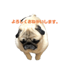 良い犬『小茶』の使いやすいスタンプ。（個別スタンプ：26）