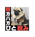 良い犬『小茶』の使いやすいスタンプ。（個別スタンプ：31）